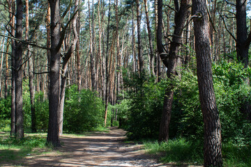 pine trees in a dense forest in summer