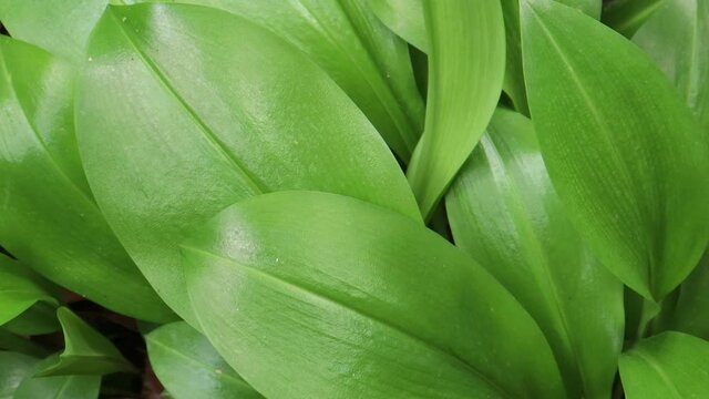 close up of green leaves