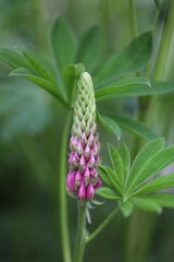 Lupinus 