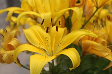Obraz premium yellow lily flower