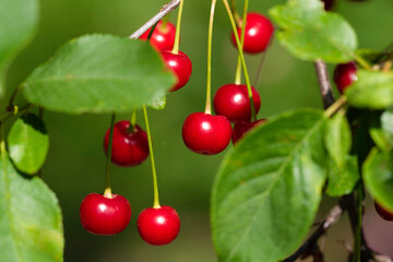 morello tree in the sunny garden in ripening process