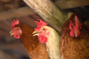 Three fat brown chickens standing in a row on high place