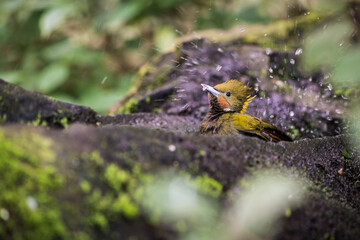 greater yellownape portrait have having a bath