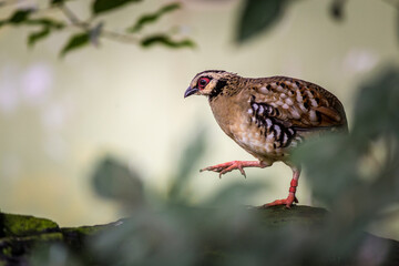 bar-backed partidge portrait in nature