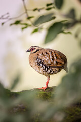 bar-backed partidge portrait in nature
