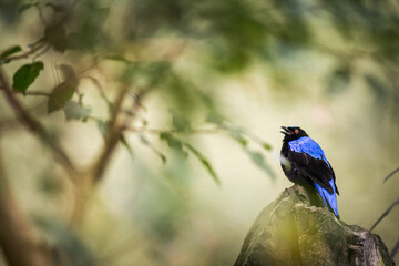 asian fairy bluebird portrait in nature