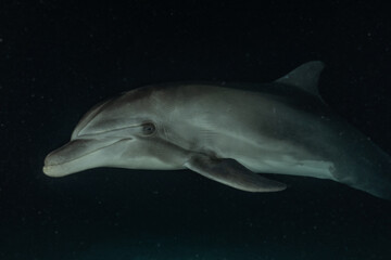 Dolphin swimming in the Red Sea, Eilat Israel
