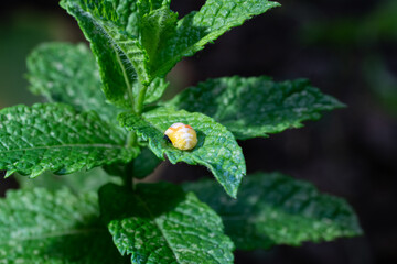 Pupation of a ladybug on a mint leaf. Macro shot of living insect. Series image 4 of 9