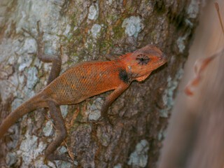 An oriental garden lizard clinging to the bark