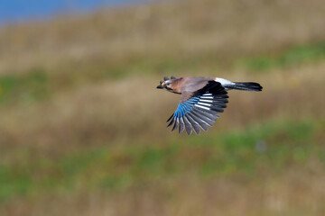 Eurasian jay, Garrulus glandarius flying.