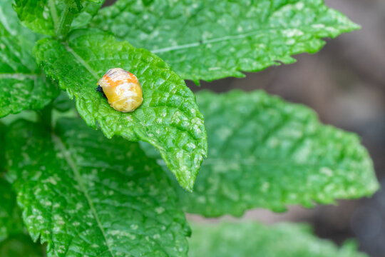 Pupation of a ladybug on a mint leaf. Macro shot of living insect. Series image 3 of 9