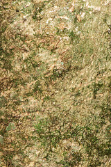 Detailed closeup of a real macro wood texture