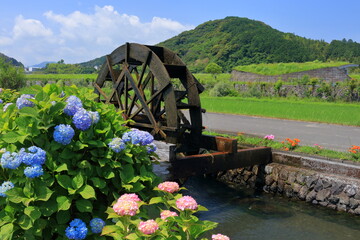 安並水車の里　彩るアジサイ　初夏（高知県　四万十市）