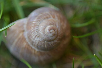 close up of a snail on the green grass in my garden.
