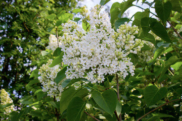 White lilac with green fresh foliage blooms in spring