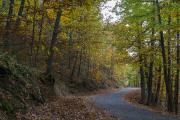 carretera en otoño , Puerto de Honduras , Hervás (España)