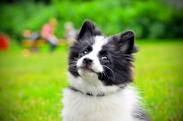 Cute puppy of Papillon dog breed in summer park. Portrait of lovely papillon puppy playing with dogs outdoor in garden. Papillon puppy known Continental Toy Spaniel, breed of tiny dog, spaniel type