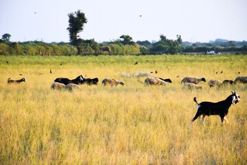 Bagula and Sheep in the farm at Morning, Kutch Gujarat, India