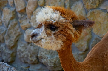 Cute little alpaca (lama animal, llama) baby in farm. Beautiful pretty alpaca or llama on stone background. Funny animal portrait. Close up tender young alpaca from llama farm or zoo. Furry lama baby © Real Moment