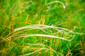 Blooming grass feather grass on a green blurred background close up