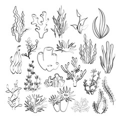 Vector illustration of outline seaweeds, planting, marine algae and ocean corals silhouettes. Underwater hand drawn plants for aquarium decor. Isolated set on white background. Nature seaweed marine