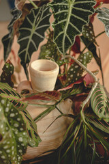 tropical plants close up on pink background