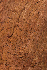 Detailed closeup of a real macro wood texture