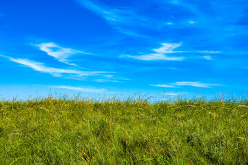 Green grass and blue sky, summer landscape