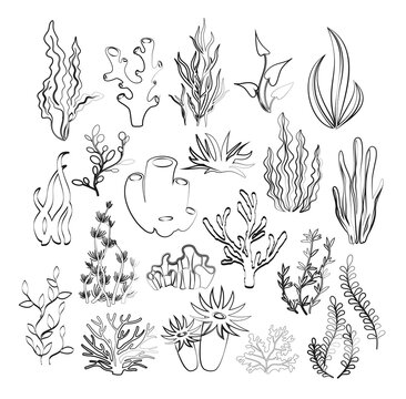 Vector illustration of outline seaweeds, planting, marine algae and ocean corals silhouettes. Underwater hand drawn plants for aquarium decor. Isolated set on white background. Nature seaweed marine