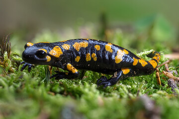 Gorgeous Fire Salamander, Salamandra salamandra.