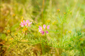 Two pink meadow flowers in green grass, blurred background