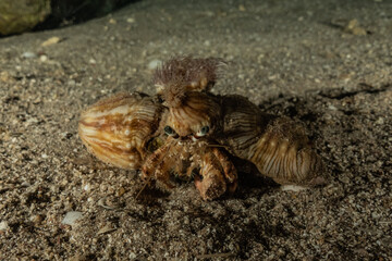 Hermit Crab in the Red Sea Colorful and beautiful, Eilat Israel