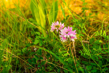 Two pink meadow flowers in green grass, meadow plants close-up