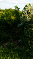 
Landscapes and views in the Botanical Garden in Radzionków. Ready for entry.