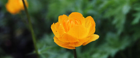 Fototapeta premium yellow flowers trollius in the garden
