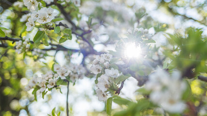 Beautiful white spring blossoms of trees growing in city park or garden. Magic soft sunset or sunrise sun light transparenting softly through branches and foliage.