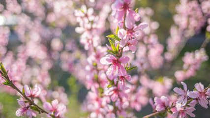 Beautiful pink spring blossoms of trees growing in city park or garden