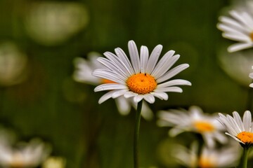 Obraz premium Margarite