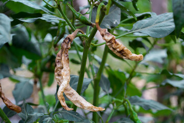 Anthracnose or dried shrimp in pepper.