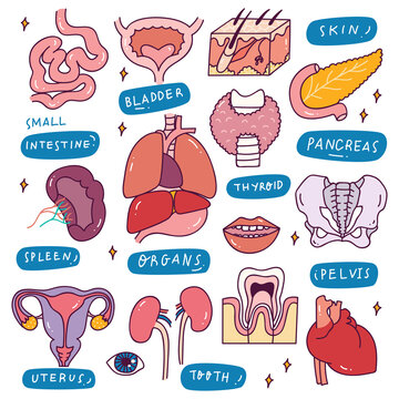 Human Internal Organs in Doodle Style Illustration