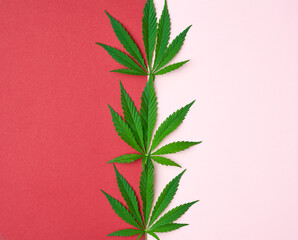 green leaves of hemp on a red-pink background, top view