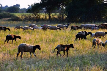 Bagula and Sheep in the farm at Morning, Kutch Gujarat, India