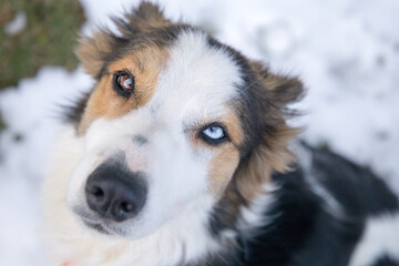 Border Collie