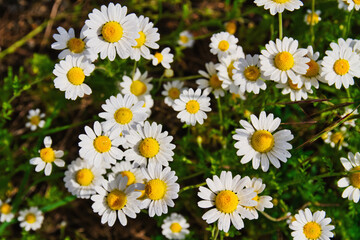 Fototapeta premium Closeup of sunny medicinal chamomile field