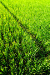 The texture and surface of the agriculture lush green rice fields
