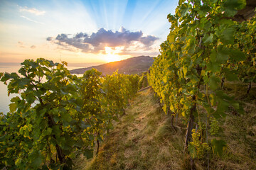 Vineyards in Lavaux region, Switzerland