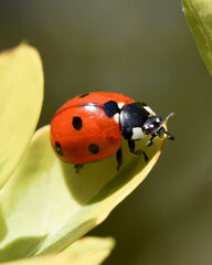 Ladybug on a green leaf, detailed macro photo