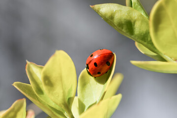 Ladybug on a green leaf, detailed macro photo
