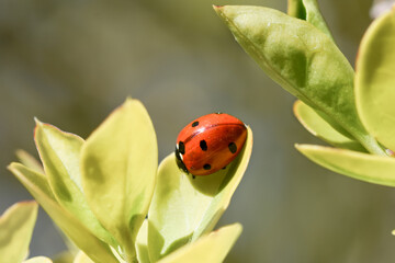 Fototapeta premium Ladybug on a green leaf, detailed macro photo