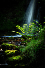 fern with a waterfall